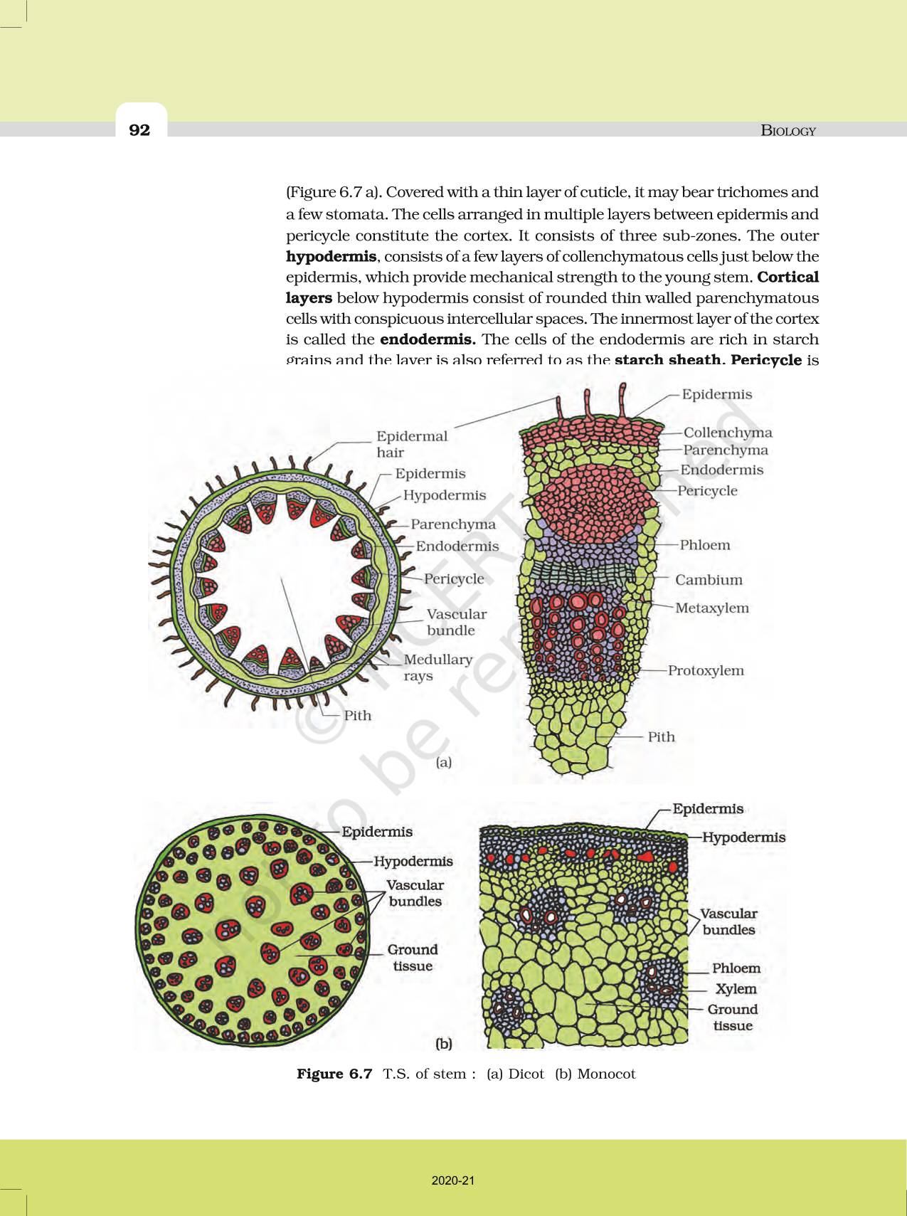 Anatomy Of Flowering Plants Ncert Book Of Class 11 Biology 